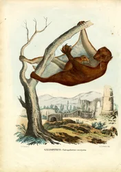 Lemure volante, 1863-79
